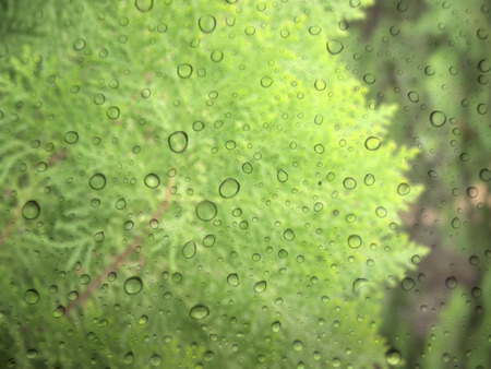 close up drops of rain on glass background. green tree out of focusの写真素材