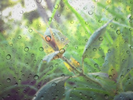 close up drops of rain on glass background. tree out of focusの写真素材