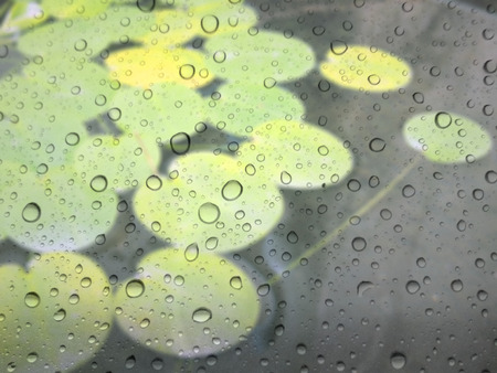 close up drops of rain on glass background. leaf out of focusの写真素材