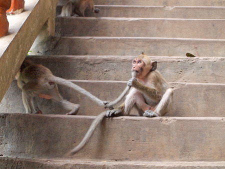 Thinking monkey closeup on stairの写真素材