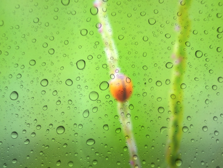 close up drops of rain on glass background. ladybug out of focusの写真素材