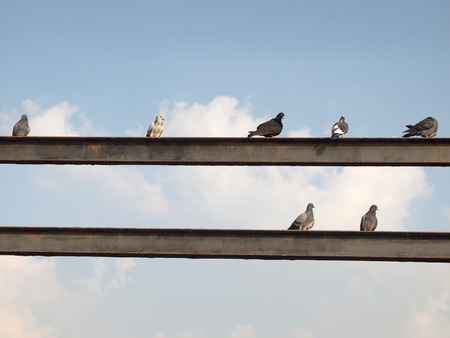 Many pigeonの写真素材