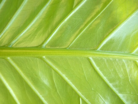 green leaf closeup
