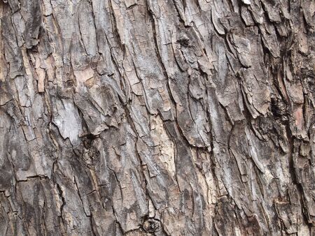 Tree bark texture