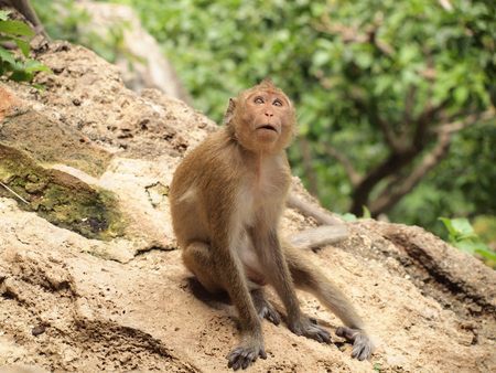 monkey is sitting on the stone