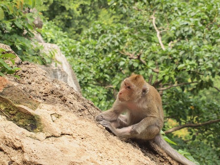 monkey is sitting on the stone