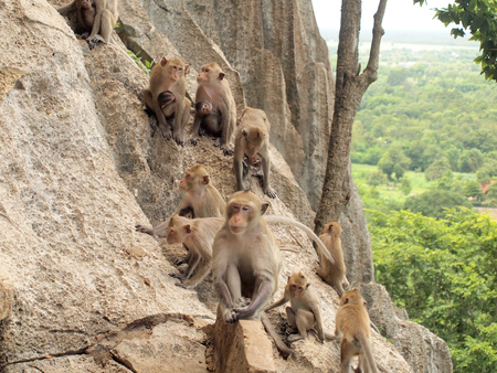 monkey family is sitting on the mountain