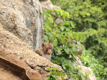 monkey is sitting on the stoneの写真素材