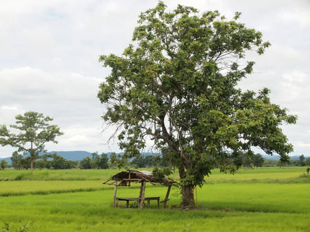 Rice Fieldの写真素材