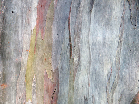 Tree bark textureの写真素材