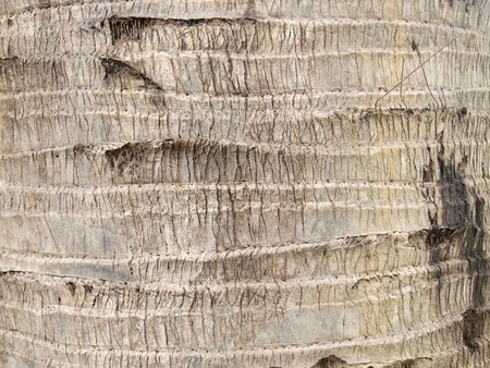 Tree bark textureの写真素材