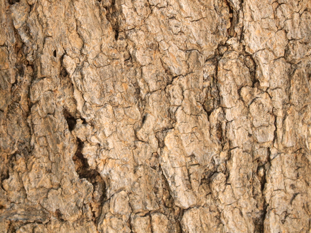 Tree bark textureの写真素材