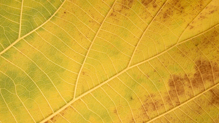 dry brown leaf textureの写真素材