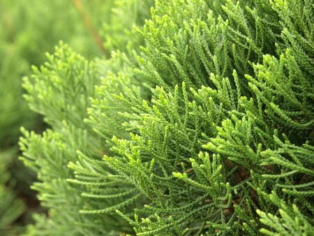 green leaves of pine tree background