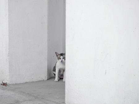 brown cat is looking at the cameraの写真素材