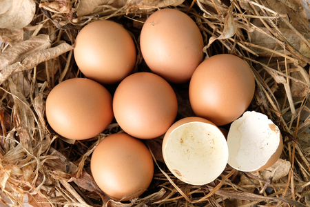 Broken eggs on dry grass