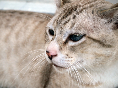 Angry cat with unhappy close upの写真素材