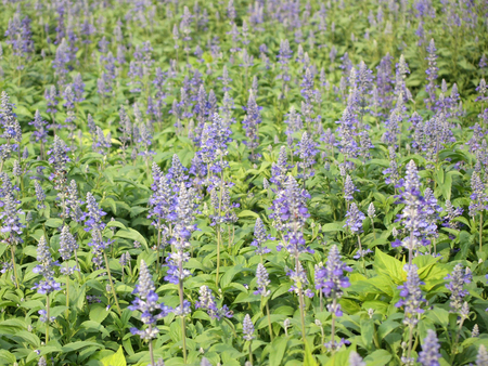 beautiful blue flowers in the gardenの写真素材