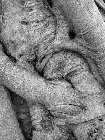 black and white , root of the treeの写真素材