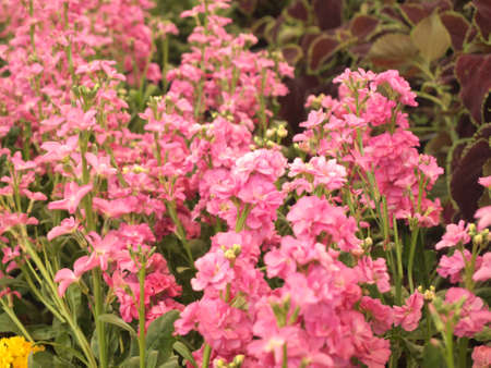 close up beautiful pink flowers in the gardenの写真素材