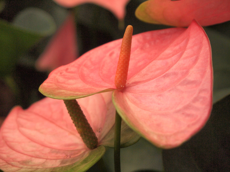 close up beautiful pink flowers in the garden