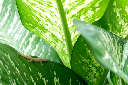 lizard on green leafの写真素材