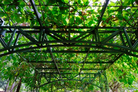 Arch of tree in the gardenの写真素材
