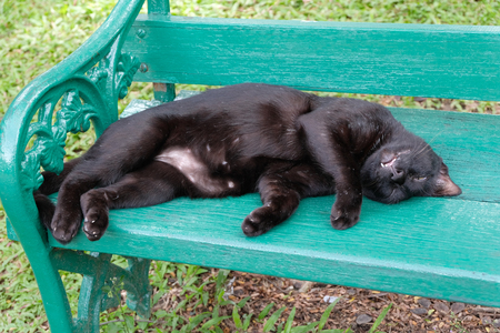 Sleeping Cute Catの写真素材