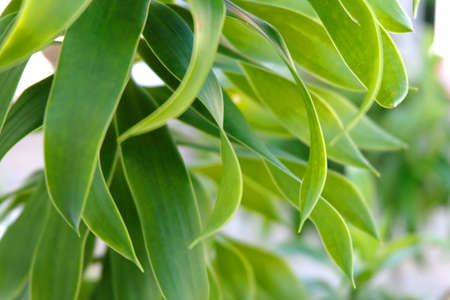 Green leave texture
