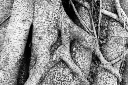 close up root tree ,black and white photoの写真素材