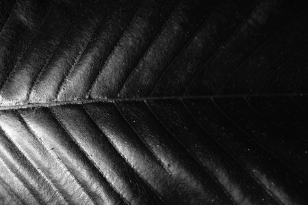 black and white leaf background