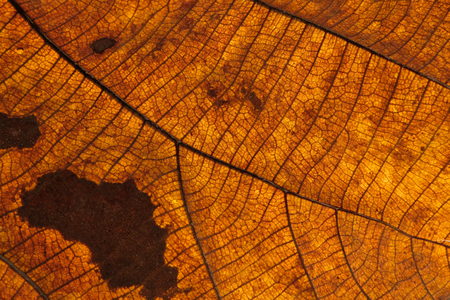 brown leave close upの写真素材