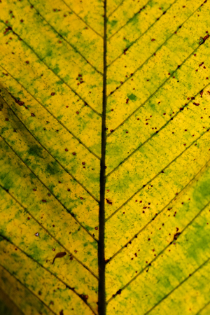 brown leave close upの写真素材