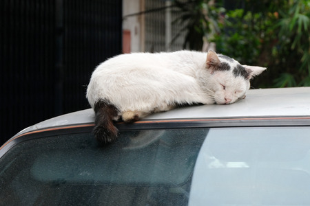 Sleeping Cute Catの写真素材