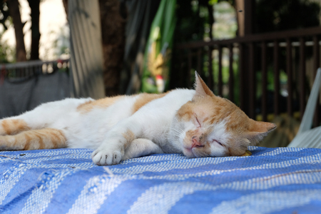 Sleeping Cute Catの写真素材