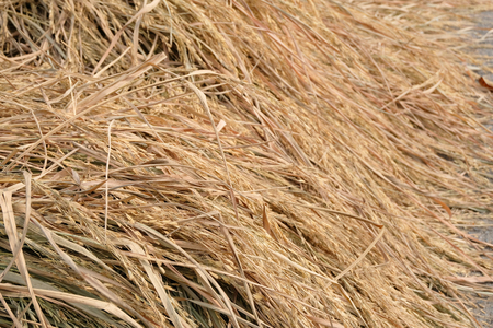 Close up of rices