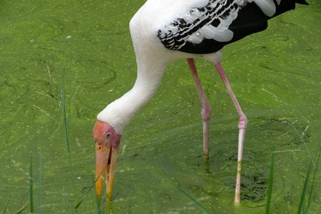 Milky stork close up yellow red beak looking for food in riverの写真素材