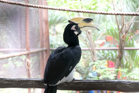 Close up portrait of a Great hornbill