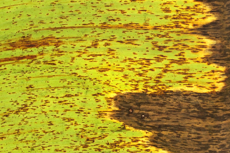 old banana leaf backgroundの写真素材
