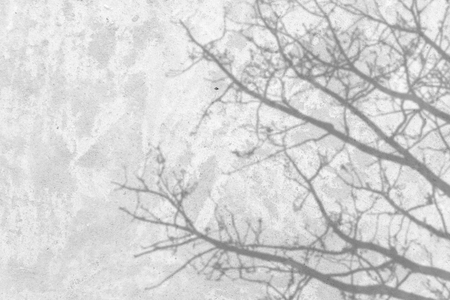 shadow of the tree branches that no leaves on white wallの写真素材