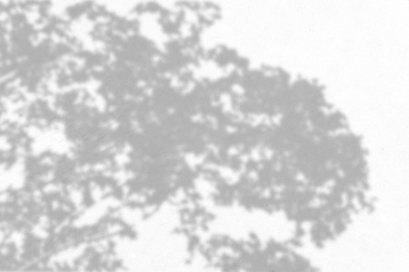 leaf shadows on a white wall