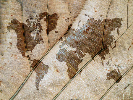 world map on leaf backgroundの写真素材