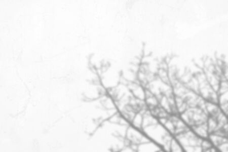 shadow of the tree branches that no leaves on white wallの写真素材