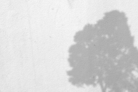 leaf shadows on a white wallの写真素材