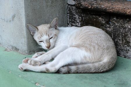 Sleeping Cute brown Catの写真素材