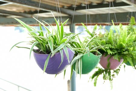 Plant with hanging potの写真素材