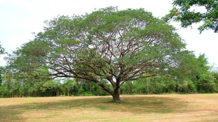 large tree with many branches