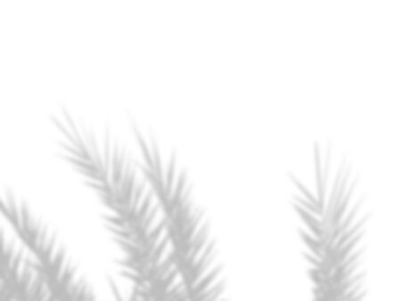 abstract background of shadows palm leaves on a white cement wall