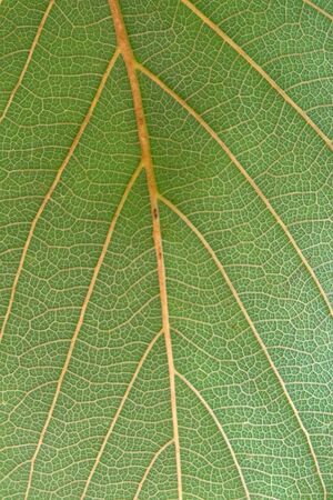 Close Up Of Green Leaf Texture