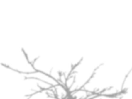shadow of the tree branches that no leaves on white wall